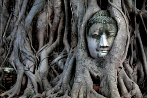 Stone_Buddha_covered_in_tree_roots